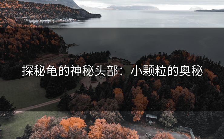 探秘龟的神秘头部：小颗粒的奥秘